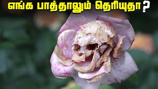 எங்க பாத்தாலும் தெரியுதா   Pareidolia Photos [upl. by Irihs993]