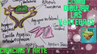 Como dibujar las vértebras cervicales fácil y sencillo [upl. by Elisabetta430]