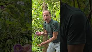 Cup and saucer vine cobaea scandens subtropical gardening adventure explore permaculture [upl. by Deirdra675]