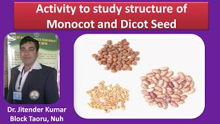 Activity to study structure of Monocot and Dicot Seed Class 10Chapter 8 [upl. by Neerak]