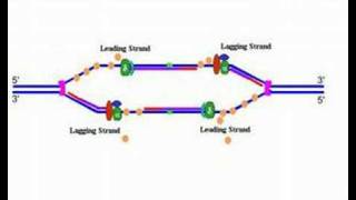 DNA replication [upl. by Toole]