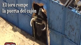 EL TORO ROMPE EL CAJON Y SE SALE IMPRESIONANTE [upl. by Anagrom946]