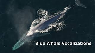 Blue Whale Sounds [upl. by Welcher812]