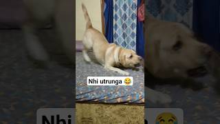 niche utar 😂  labra rubi  youtubeshorts shorts shortvideo youtube dog labrador viral [upl. by Yennep]