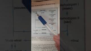 Rhodopsin Retinal Visual Cycle from Guyton  Physiology of Special senses  Eye [upl. by Noyek509]