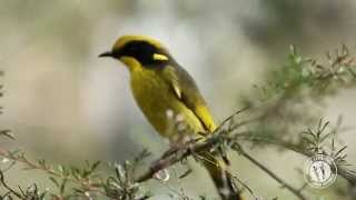 Meet the Helmeted Honeyeater [upl. by Goody]