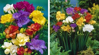 How to Grow Freesias Summer Garden Guide [upl. by Airtened842]