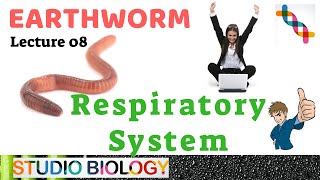 Class 11Zoology LecturesDiscuss the Respiratory system of Earthworm208 [upl. by Lienet]