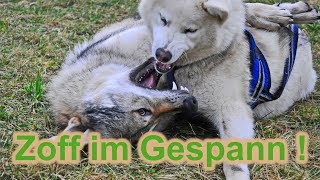 Zoff im Hunde Gespann  Zughundesport  Hundetraining  Nature Trails [upl. by Emyaj]