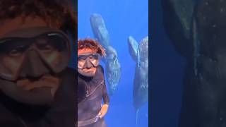 This Man has Balls of Steel Sperm Whales Are So Loud They Sonic Boom😳🔊 whale animals [upl. by Gaston768]