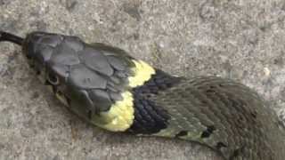 grass snake in garden [upl. by Anneiv]