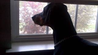 doberman barking at garbage man [upl. by Ludwog]