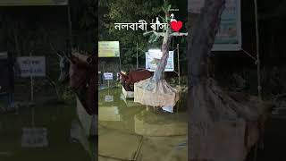 পাঠশালা ৰাস মহোৎসৱ ত 🥰 assam zudeendaassamesenewsong2023 comedy ৰাস।।।। mistake sorry [upl. by Cimbura338]