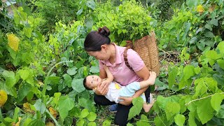 Warm when you and your baby are together  Harvesting Erythropalum Scandens Goes to market to sell [upl. by Yetnom16]