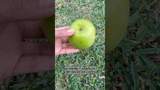 Algunos beneficios de la manzana verde nutricion frutasfrescas saboresdelanaturaleza manzanaverd [upl. by Annawoj]