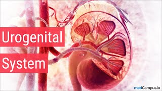 Embryology Urogenital System [upl. by Modestine294]