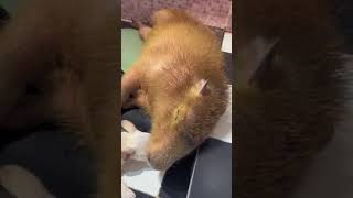 Puppy Vs Capy capybara animals capyfun viral kawaii cute animallover funny puppy dog [upl. by Niaz9]