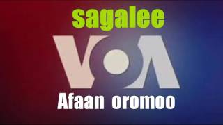 VOA Afaan oromoo Jimata 13 Ama 2017 [upl. by Lily]