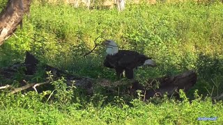 SWFL Eagles 82824 M15 amp F23 Check In on their Nest amp Territory M15 Brings a Stick  🐴🐴 [upl. by Westbrooke]