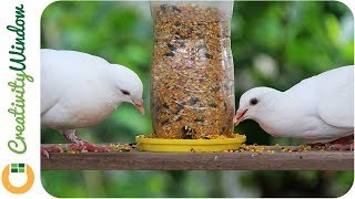 Autodispense Bird Feeder Using Softdrink Plastic Bottle [upl. by Atik53]