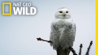 Silent Snowy Owl Attack  Alaskas Deadliest [upl. by Najed]