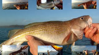 Kayak Fishing  Multi Species Fishing  Cod Whiting Bull Huss Dogfish Gurnard Scad Squid [upl. by Eissert889]