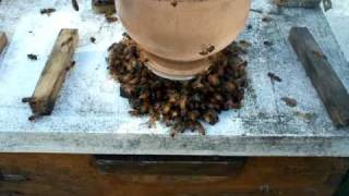 BEEKEEPING Honey Bees open feeding vs Beehive top sugar syrup feed bottles Beekeepers Honeybees GA [upl. by Mcconnell65]