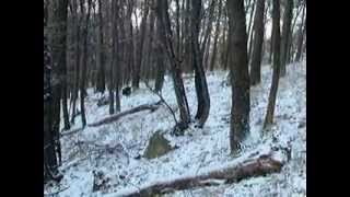 Wild boar driven hunt in Hungary  Saudrückjagd in Ungarn  Vaddisznóhajtás [upl. by Aianat]