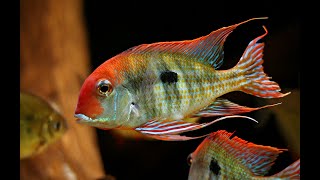 Geophagus sp quottapajosquot Red Head with offspring [upl. by Vtarj]