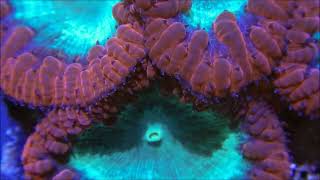 Unveiling the Splendor of Blastomussa Coral A Closer Look at Natures Living Masterpiece [upl. by Cortie621]