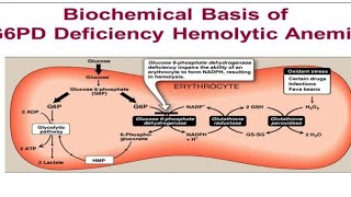 شرح G6PD [upl. by Sesiom]