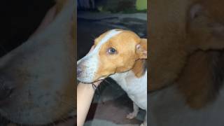 Hungry butytshorts viralvideo shortsfeed pets love viralreels youtuber youtubeshorts yt [upl. by Garcia968]