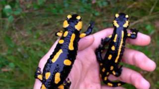 Feuersalamander Video Fire Salamander Spotted Salamander Salamandra [upl. by Ihtraa]