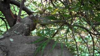 HOW TO Thin a Japanese Maple [upl. by Aicittel816]