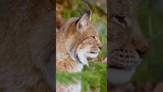 Fun Facts about Lynxes wildlife animals wildwonder [upl. by Photima901]