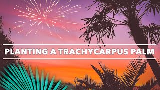 Planting a Trachycarpus fortunei amp Hardy Palm Care Tips [upl. by Yerdna]