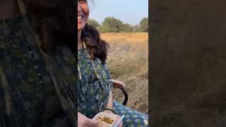 RANTHAMBORE tiger site seeing todayshortstigersawaimadhopurreelsvideo [upl. by Ramedlab]