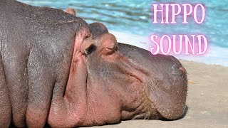 Have you ever wondered what hippos say hippo noise sound effect [upl. by Howie872]