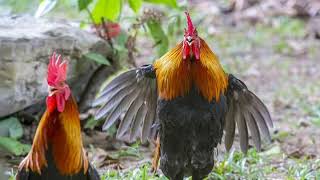 Gallos cantando llamar la atención de las gallinas [upl. by Trepur]