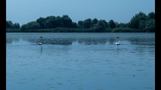 Exploring the Mystical Danube Delta Natures Hidden Oasis [upl. by Erdied]