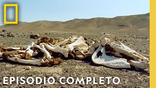 Maravillas naturales de México Desiertos costas y junglas  Nat Geo en Español [upl. by Atnom]