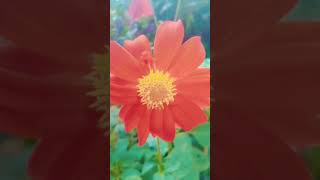 🌻🌻shotsponnusvlogd1ssubscribesupport [upl. by Adar]