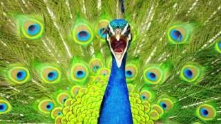 Peacock Call  PEACOCK Sounds and Pictures for learning [upl. by Dlareme406]