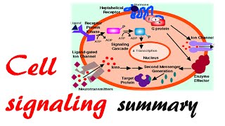 Cell signaling summary [upl. by Llenor]