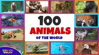 100 Animals of the World  Learning the Different Names and Sounds of the Animal Kingdom [upl. by Yddub518]