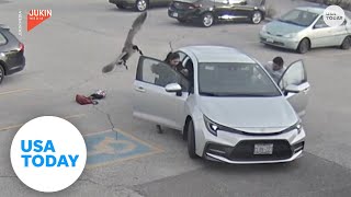 Protective goose attacks woman walking into work  USA TODAY [upl. by Reiter915]