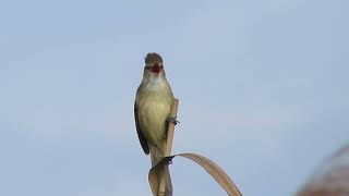 Clamorous Reed Warbler Candaba Philippines 2016 [upl. by Allenotna629]