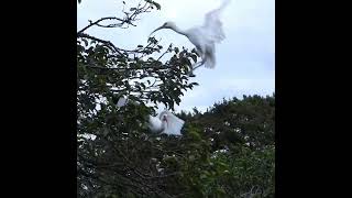 White Ibises Battle for Territory [upl. by Harriot]