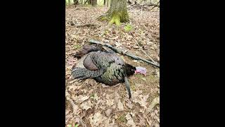 New York Turkey Hunting 2024 [upl. by Ycnay]