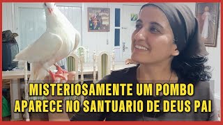 MISTERIOSAMENTE UM POMBO APARECE NO SANTUARIO [upl. by Petty]